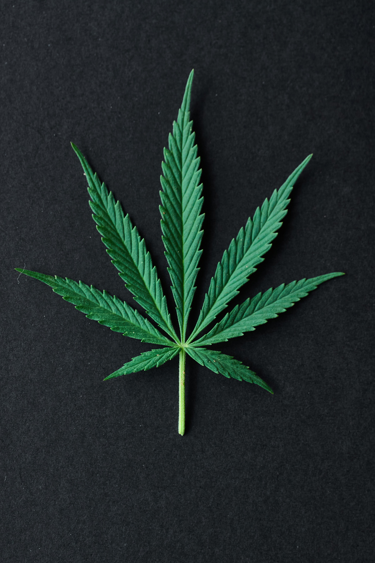 Cannabis leaf - marijuana cannabis leaf background